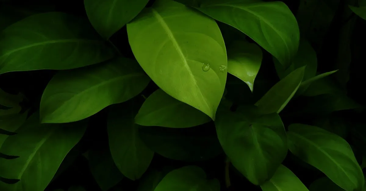 Jasa Cuci Springbed Arno D Cipayung Jaya: Bersih Higienis